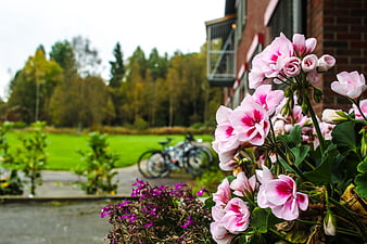 Pink Geraniums in Focus with Blurred Residential Background