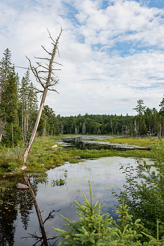 Serene Algonquin Park Landscape with Dead Tree and Forest