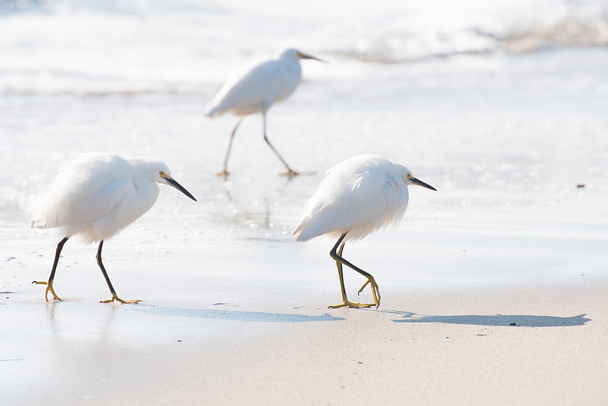 Three Snowy Egrets Walking on Sandy Beach Shore
