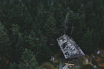 Aerial view of abandoned wooden cabin in dense pine forest