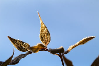 Frosty Leaves Against Blue Sky in Winter Morning