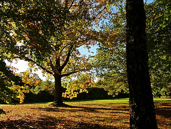 Sunlit Autumn Park with Golden Leaves and Blue Sky
