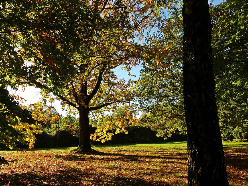 Sunlit Autumn Park with Golden Leaves and Blue Sky