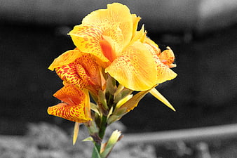 Yellow Canna Lily with Red Spots on Black and White Background