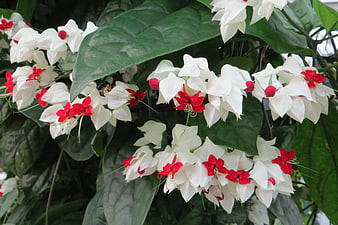 Close-up of white and red bleeding heart vine flowers