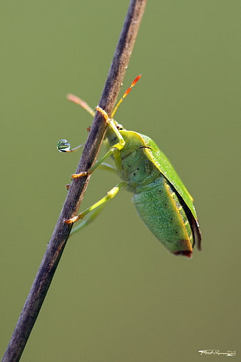 Green Shield Bug Macro Close Up On Stem