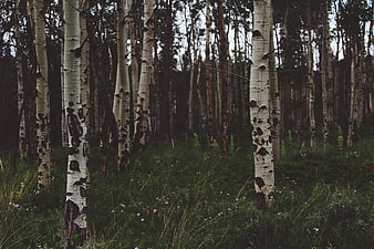 Dense Aspen Forest with White Trunks and Green Undergrowth
