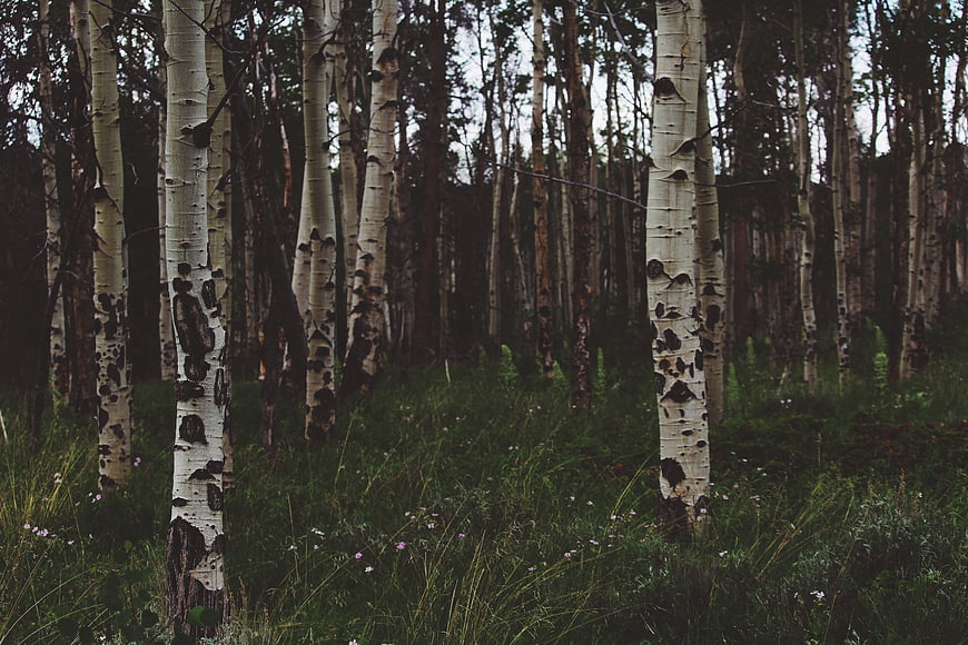 Dense Aspen Forest with White Trunks and Green Undergrowth