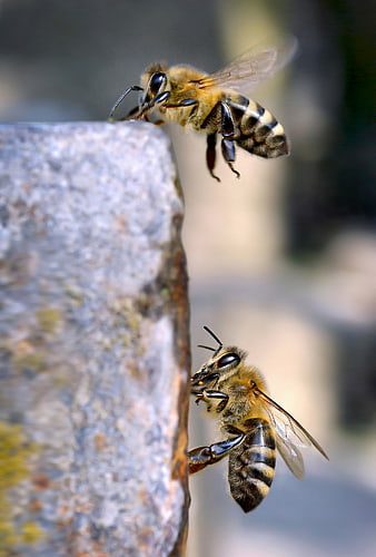 Close-up of Two Honey Bees Flying Near a Rock