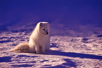 Arctic Fox Sitting in Snowy Winter Landscape