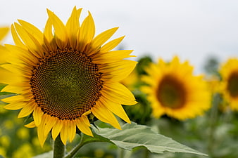 Close-up of a vibrant yellow sunflower in a field