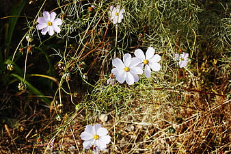White Cosmos Flowers in Natural Garden Setting