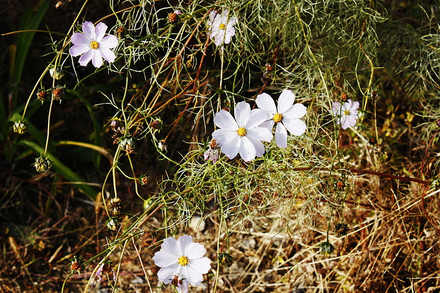 White Cosmos Flowers in Natural Garden Setting