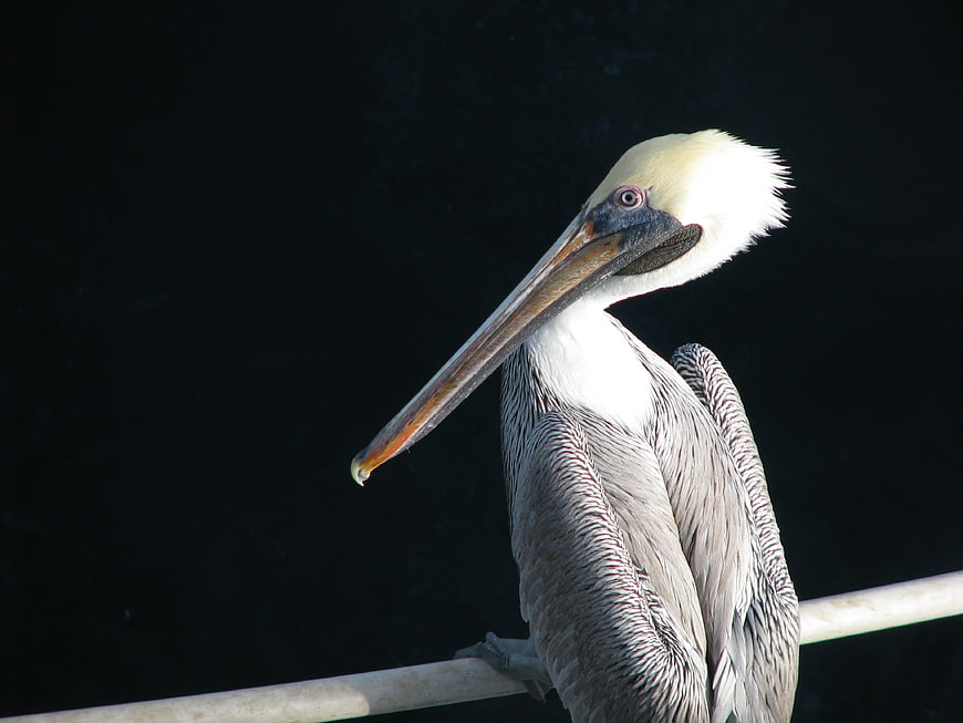 Brown Pelican Perched on Pole Against Dark Background