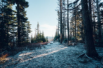 Sandy Forest Path with Tall Pine Trees and Blue Sky