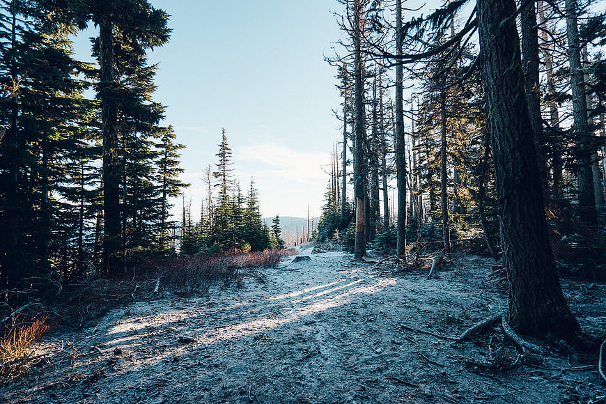Sandy Forest Path with Tall Pine Trees and Blue Sky