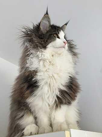 Fluffy Norwegian Forest Cat Sitting on White Surface
