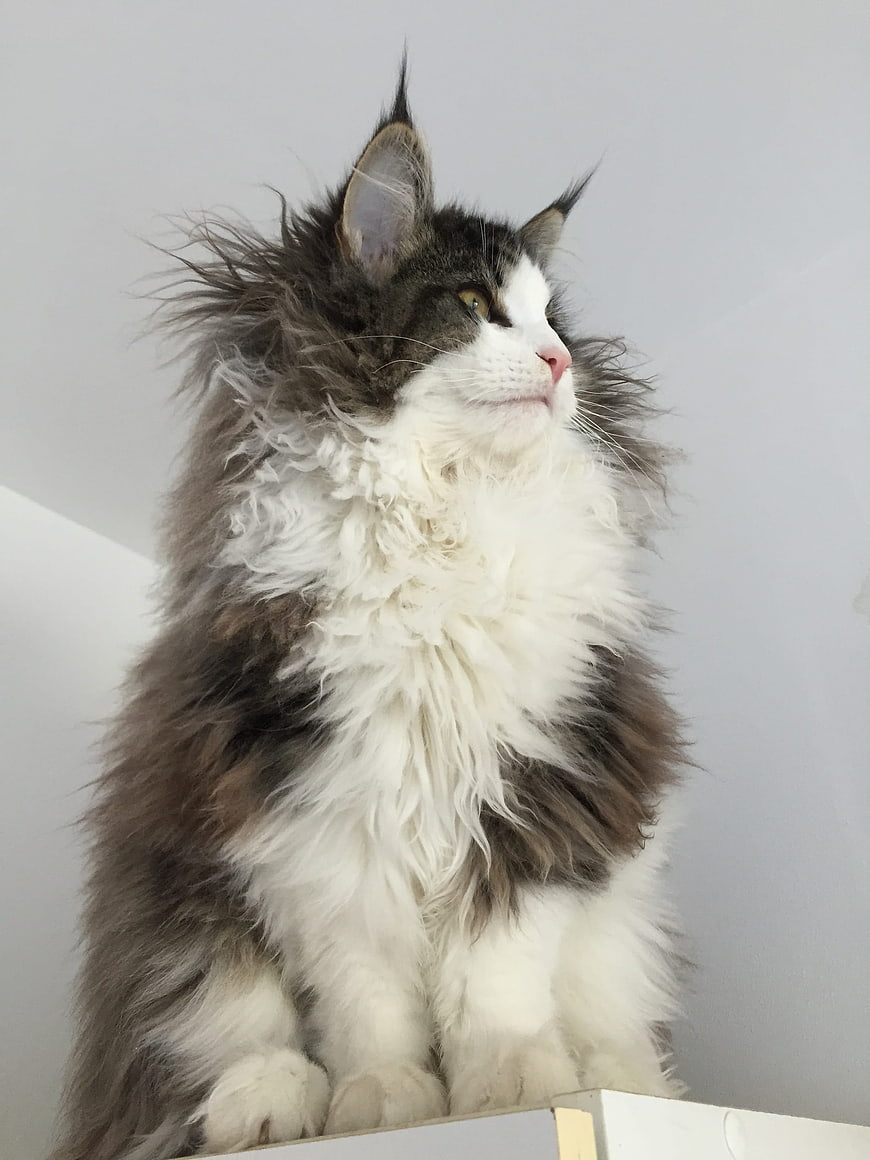 Fluffy Norwegian Forest Cat Sitting on White Surface
