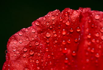 Close-up of red rose petal with water droplets