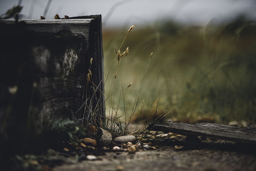 Close-up of weathered wood and wild grass in nature