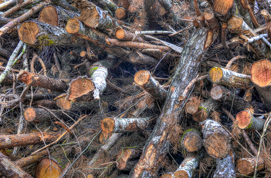 Stacked Birch and Pine Logs in Forest