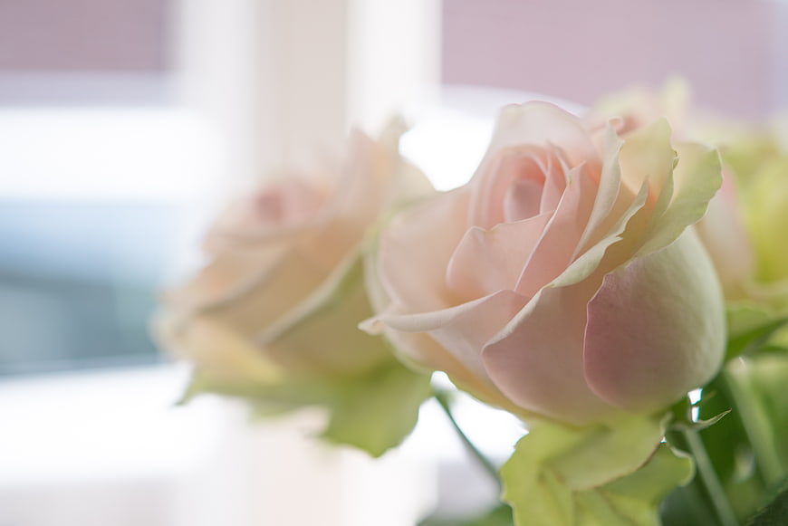 Soft Pink Roses Close-Up with Blurred Background