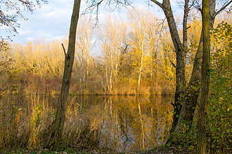 Serene Autumn Lake with Golden Trees and Reflections