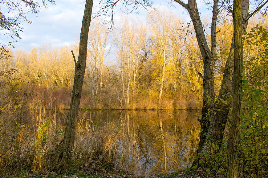 Serene Autumn Lake with Golden Trees and Reflections