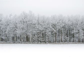 Serene Winter Forest Landscape with Snowy Trees and Copyspace