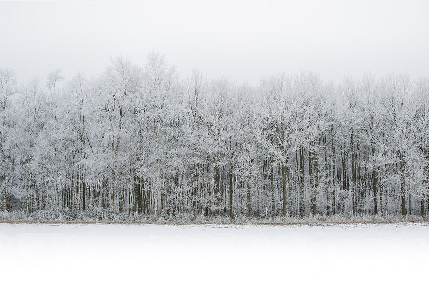 Serene Winter Forest Landscape with Snowy Trees and Copyspace
