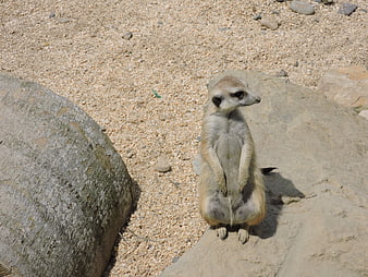Meerkat Standing Alert on Rock in Sandy Habitat