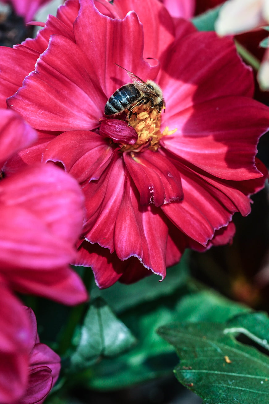 Honey Bee Pollinating Vibrant Red Zinnia Flower Close Up