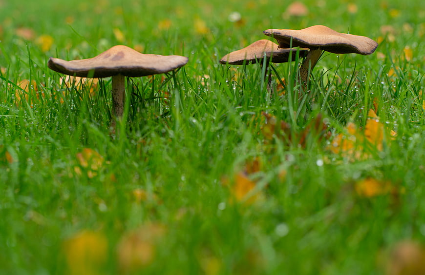 Brown mushrooms growing in green grass with dew drops