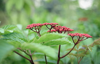 Close-up of vibrant red flower buds on green leaves