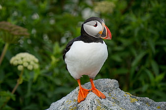 Atlantic Puffin Standing on Rock with Green Background