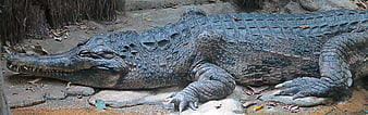 Large crocodile resting on rocks in natural habitat