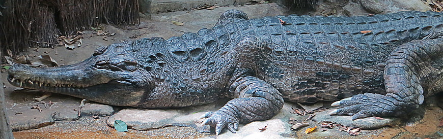 Large crocodile resting on rocks in natural habitat