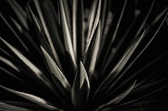 Dramatic black and white close-up of agave plant leaves