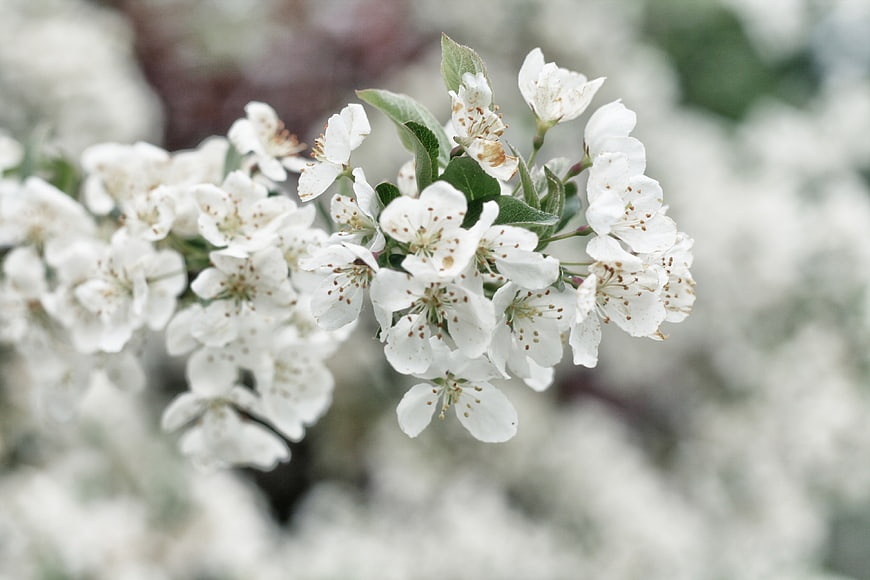 Close-up of white apple blossoms with green leaves