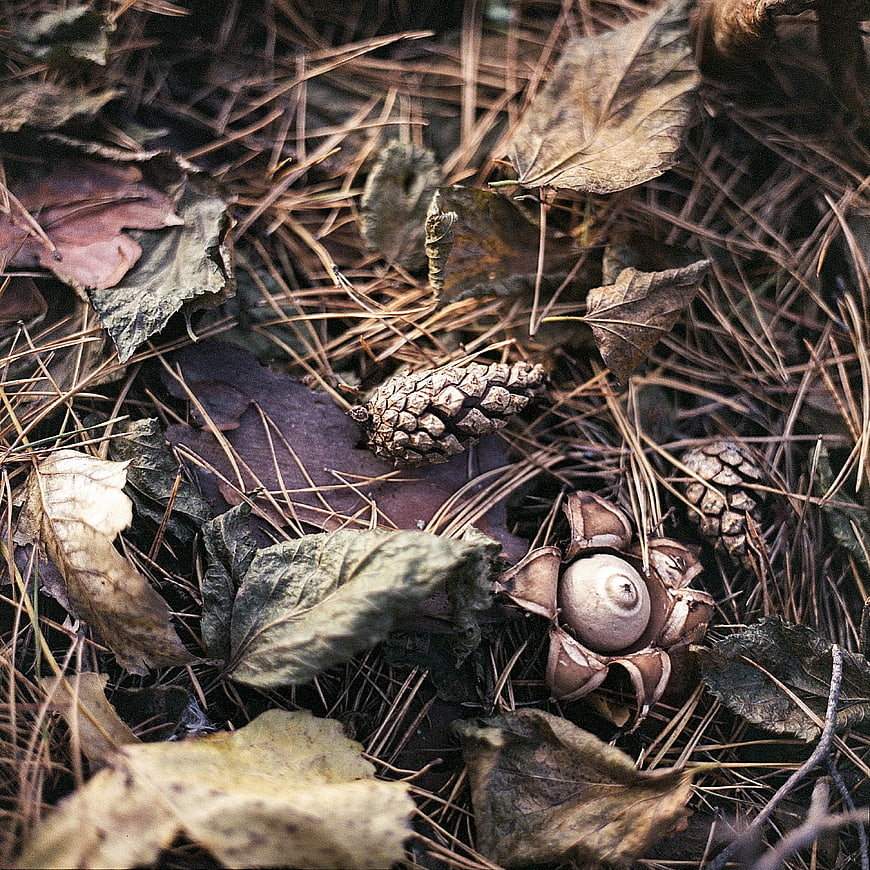 Earthstar mushroom and pinecones on forest floor