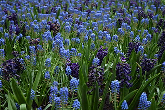 Field of Blue and Purple Grape Hyacinth Flowers
