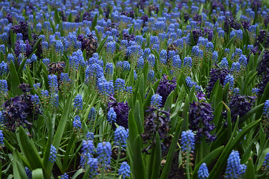 Field of Blue and Purple Grape Hyacinth Flowers