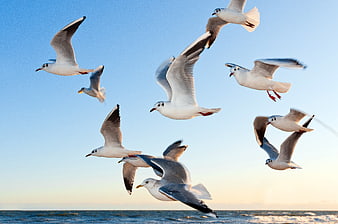 Flock of seagulls flying over ocean waves at sunset