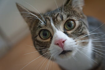 Close-up of a curious tabby and white cat face