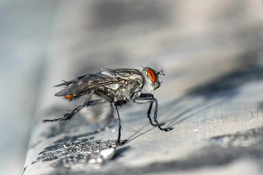 Macro close-up of a fly with red eyes on a textured surface