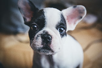 Close-up of an adorable black and white French Bulldog puppy