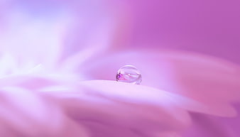 Macro water droplet on pink flower petal