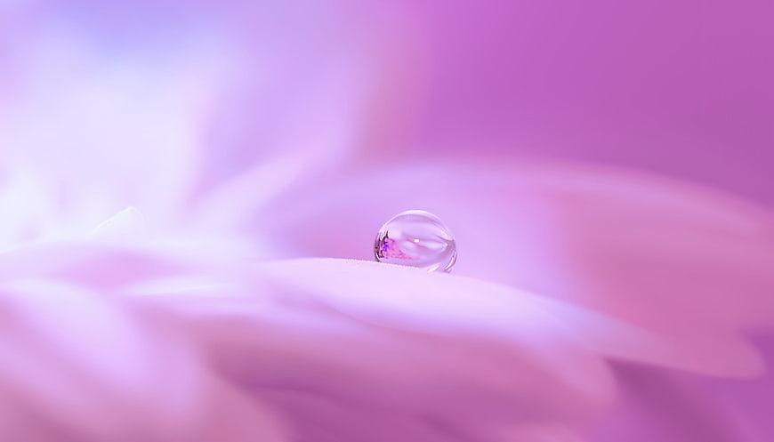 Macro water droplet on pink flower petal