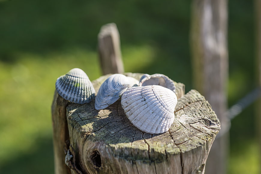 White scallop shells on weathered wooden fence post