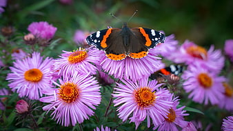 Red Admiral Butterfly Perched On Purple Aster Flowers In Garden